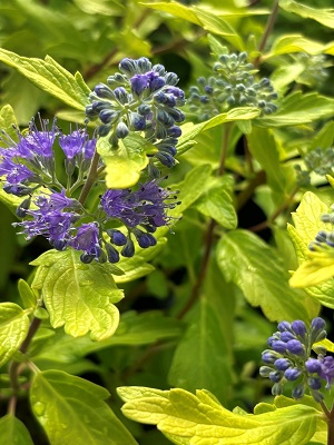 Caryopteris Gold Crest